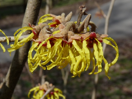 {Hamamelis vernalis}